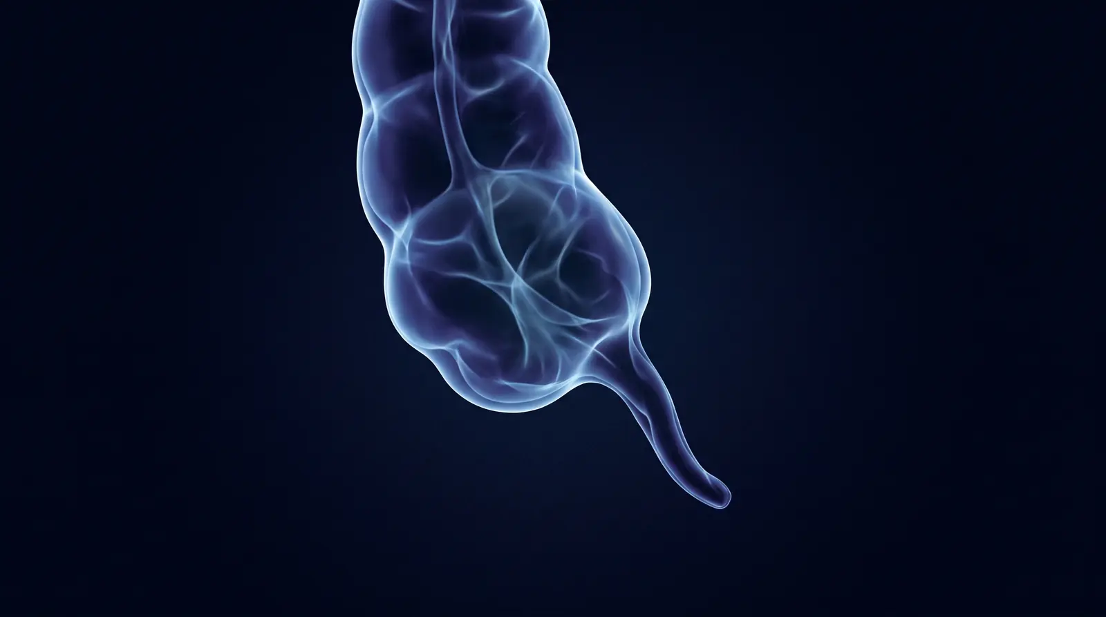 Abstract cinematic illustration of the human appendix